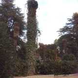 Resti di palme nel giardino dell'Istituto oncologico: i tronchi ormai privi di chioma si fanno largo tra la vegetazione e l'edera
